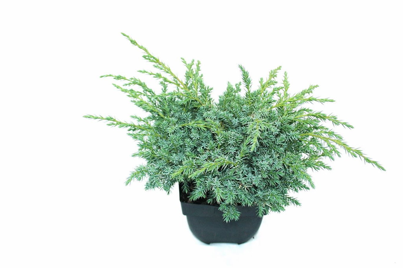 Juniperus squamata 'Blue Swede' - C2